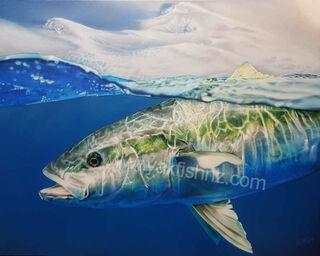 Yellowtail Kingfish Canvas Print 508mm x 406mm - 20